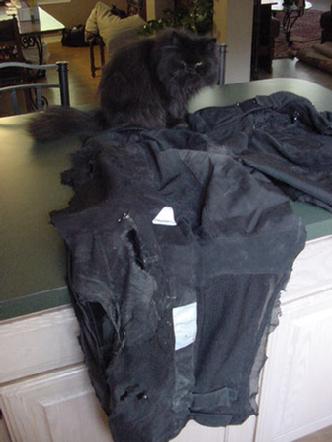 Crashed Pants