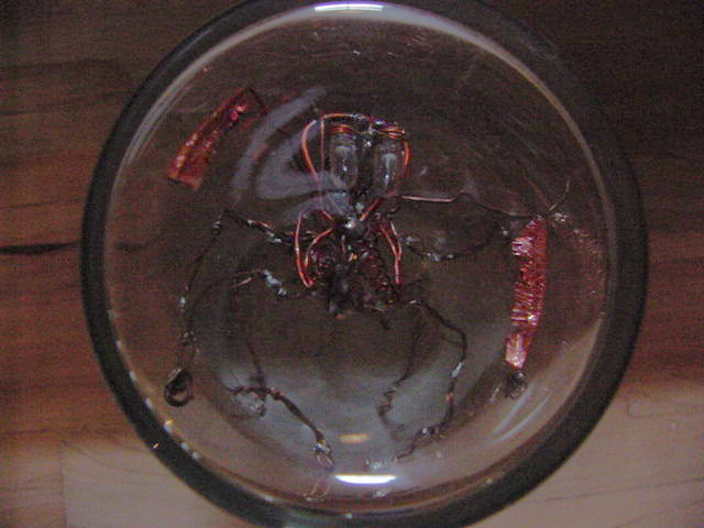 Ant project 01b